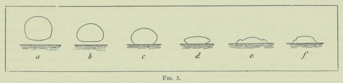 Arctowski (1902, fig. 05)