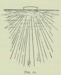 Arctowski (1902, fig. 11)