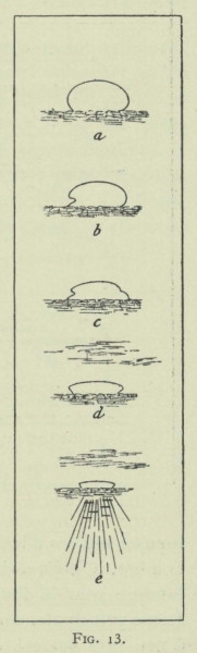 Arctowski (1902, fig. 13)