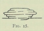 Arctowski (1902, fig. 15)
