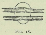 Arctowski (1902, fig. 18)