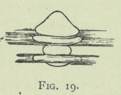 Arctowski (1902, fig. 19)