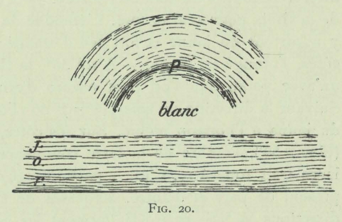 Arctowski (1902, fig. 20)