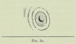 Arctowski (1902, fig. 30)