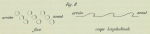 Groenland 1907