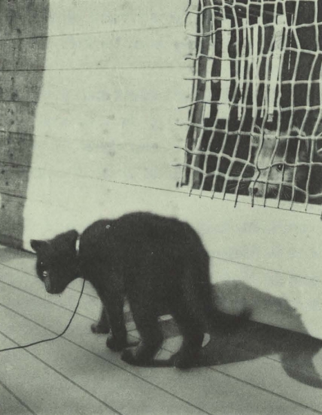 Duc d'Orléans (1909, fig. 162)