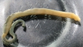 Hemichordata