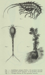 Fauna & flora van de zee