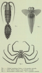Fauna & flora van de zee