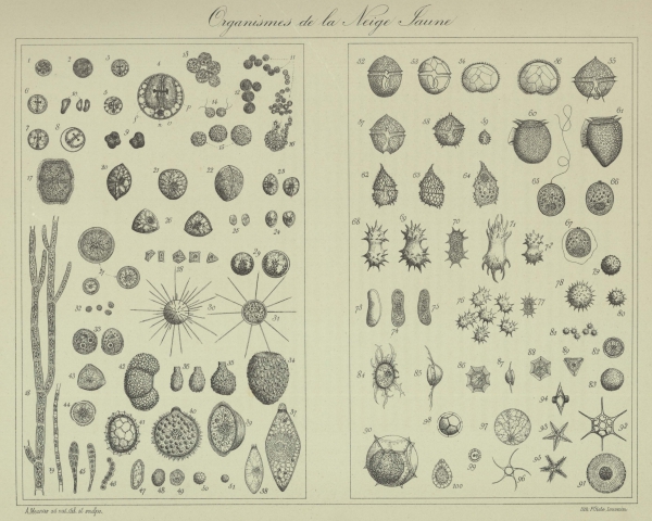 Duc d'Orléans (1909, pl. 4)