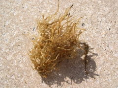 Neteldieren