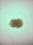 Molgula pugetiensis is a Pacific tailless ascidian within the Roscovita clade of molgulids
