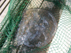 Neteldieren