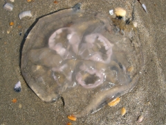 Neteldieren