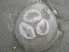 Neteldieren