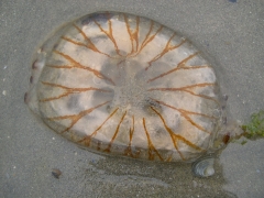 Neteldieren