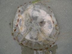 Neteldieren