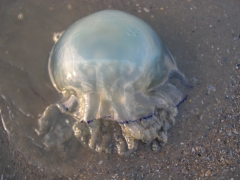 Neteldieren