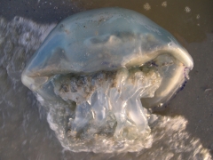 Neteldieren