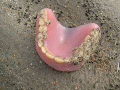 SWG Rariteitenkabinet