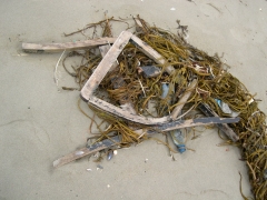 SWG Rariteitenkabinet