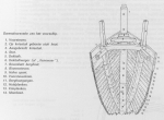 Desnerck (1976, fig. 391)