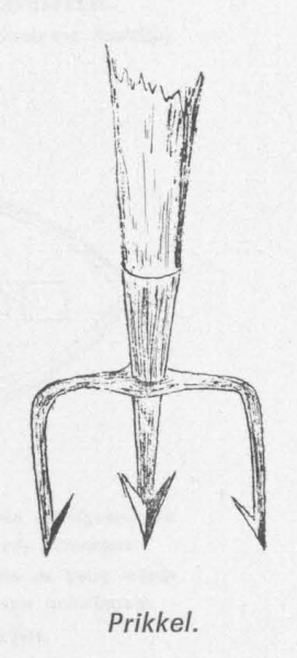 Desnerck (1976, fig. 458)