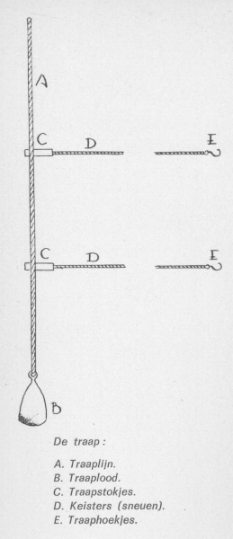 Desnerck (1976, fig. 459)