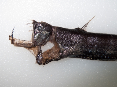 Chauliodus sloani - head Chauliodus sloani - head