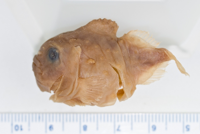 Eumicrotremus derjugini - leatherfin lumpsucker Eumicrotremus derjugini - leatherfin lumpsucker