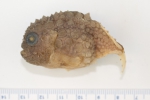 Eumicrotremus terraenovae - Newfoundland spiny lumpsucker, author: Nozes, Claude