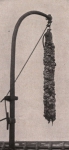 Gilson (1914, fig. 012)