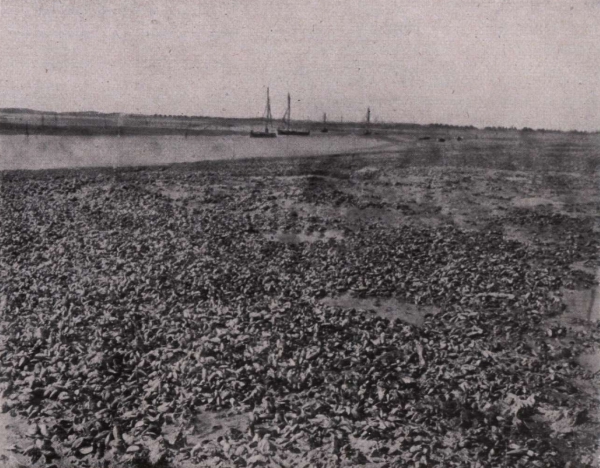 Gilson (1914, fig. 053)