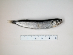 Rockling (juvenile), author: Fisheries and Oceans Canada, Claude Nozes