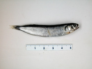 Rockling (juvenile)