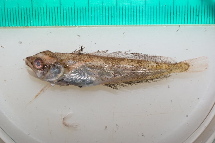 Urophycis tenuis - thawed juvenile Urophycis tenuis - thawed juvenile