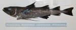 Gadiformes