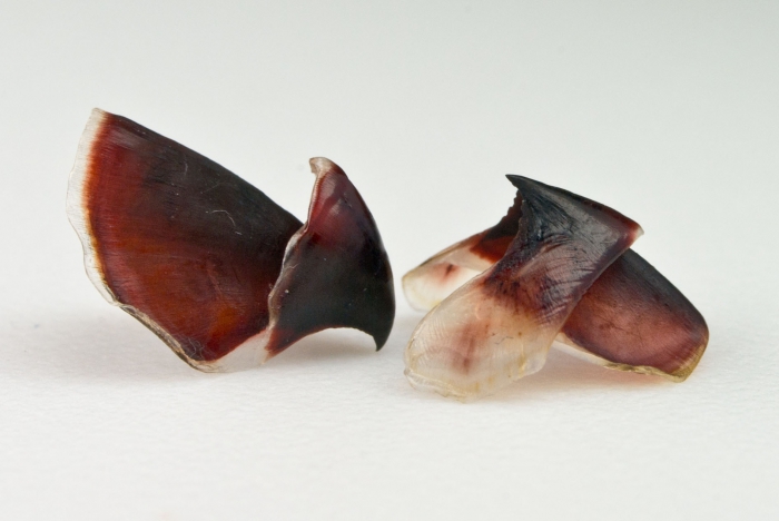 Stauroteuthis syrtensis (pair of beaks) Stauroteuthis syrtensis (pair of beaks)