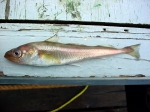Gadiformes