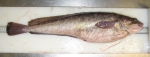 Gadiformes