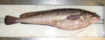 Urophycis tenuis - white hake