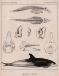 <B>Van Beneden, P.-J.</B> (1861). Recherches sur la faune littorale de Belgique: Cétacés Mém. Acad. R. Sci. Lett. B.-Arts Belg., Collect. 4 XXXII: 1-38, plates I-II
