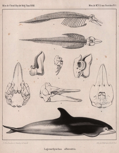 Van Beneden (1861, pl. 1) Van Beneden (1861, pl. 1)