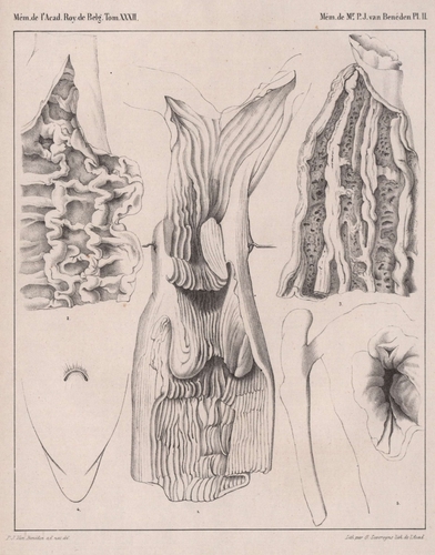 Van Beneden (1861, pl. 2) Van Beneden (1861, pl. 2)