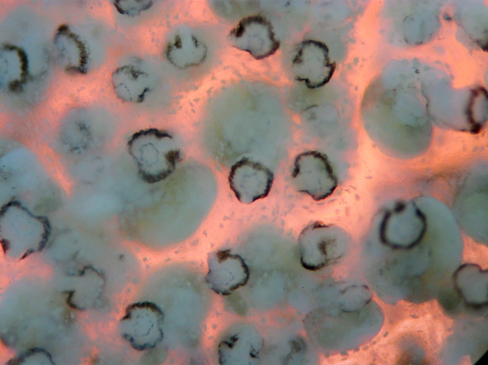 Diplosoma Diplosoma