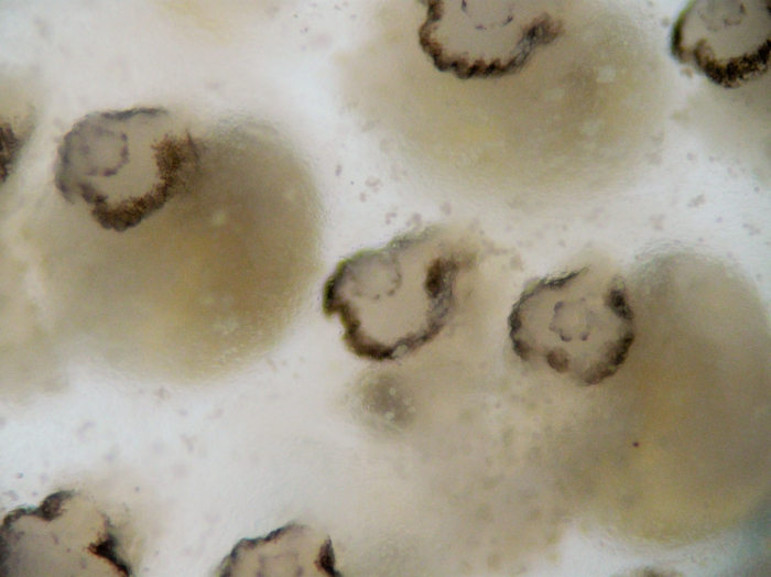 Diplosoma - closeup Diplosoma - closeup