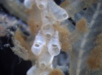 Celleporella hyalina, author: Nozes, Claude
