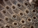 Cryptosula pallasiana, author: Nozes, Claude