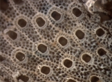 Cryptosula pallasiana, author: Nozes, Claude