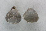 Hemithiris psittacea, author: Nozes, Claude